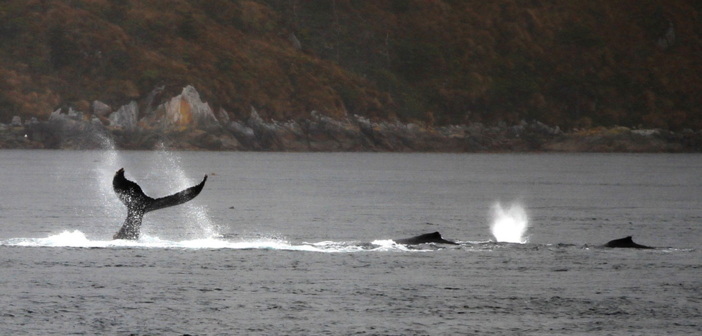 Humpback Whale Sighting - 1