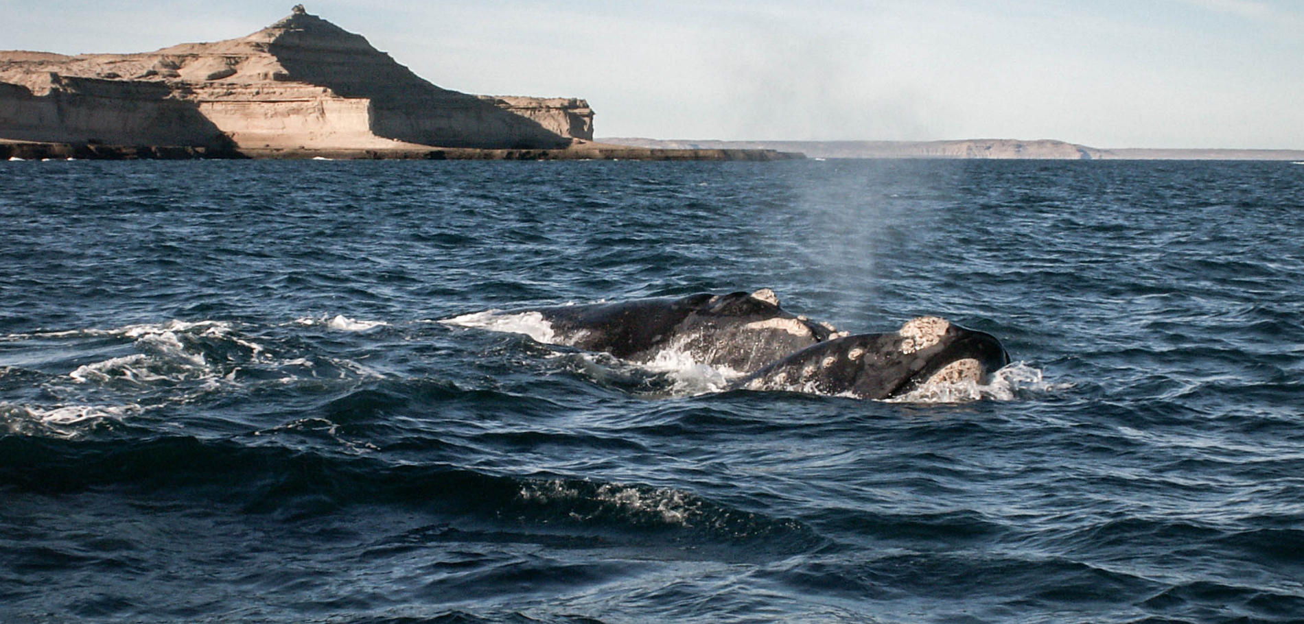 Whale Watching