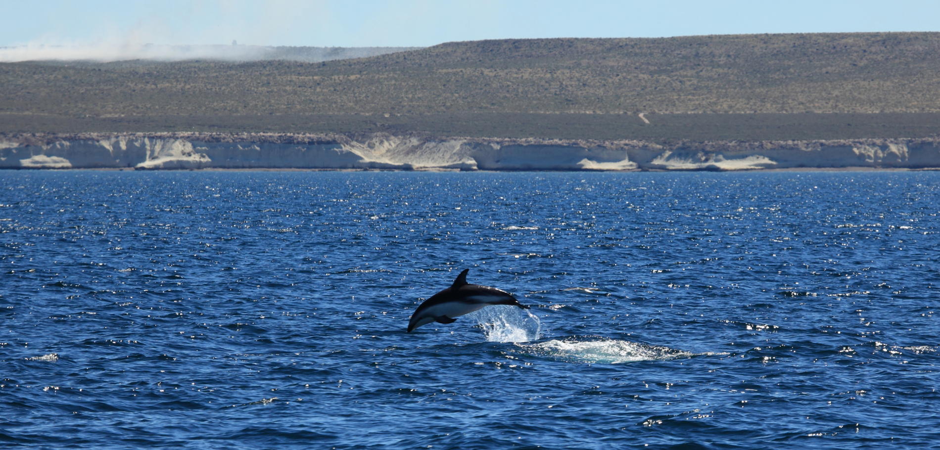 Whale Watching