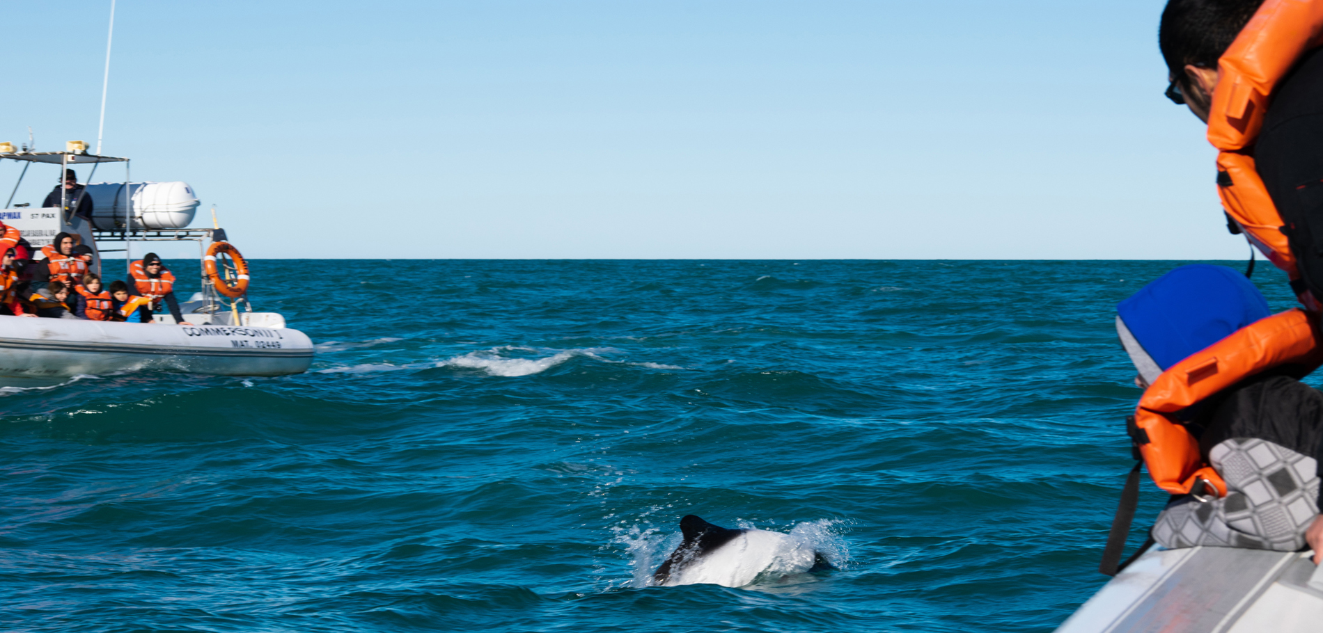 Commerson's dolphin watching