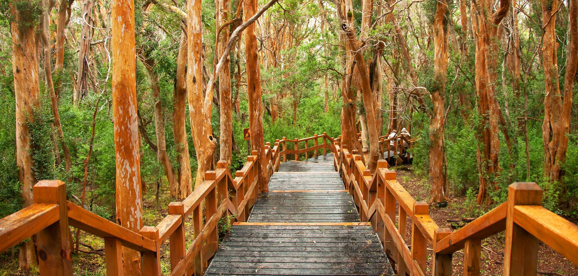 Arrayanes Forest