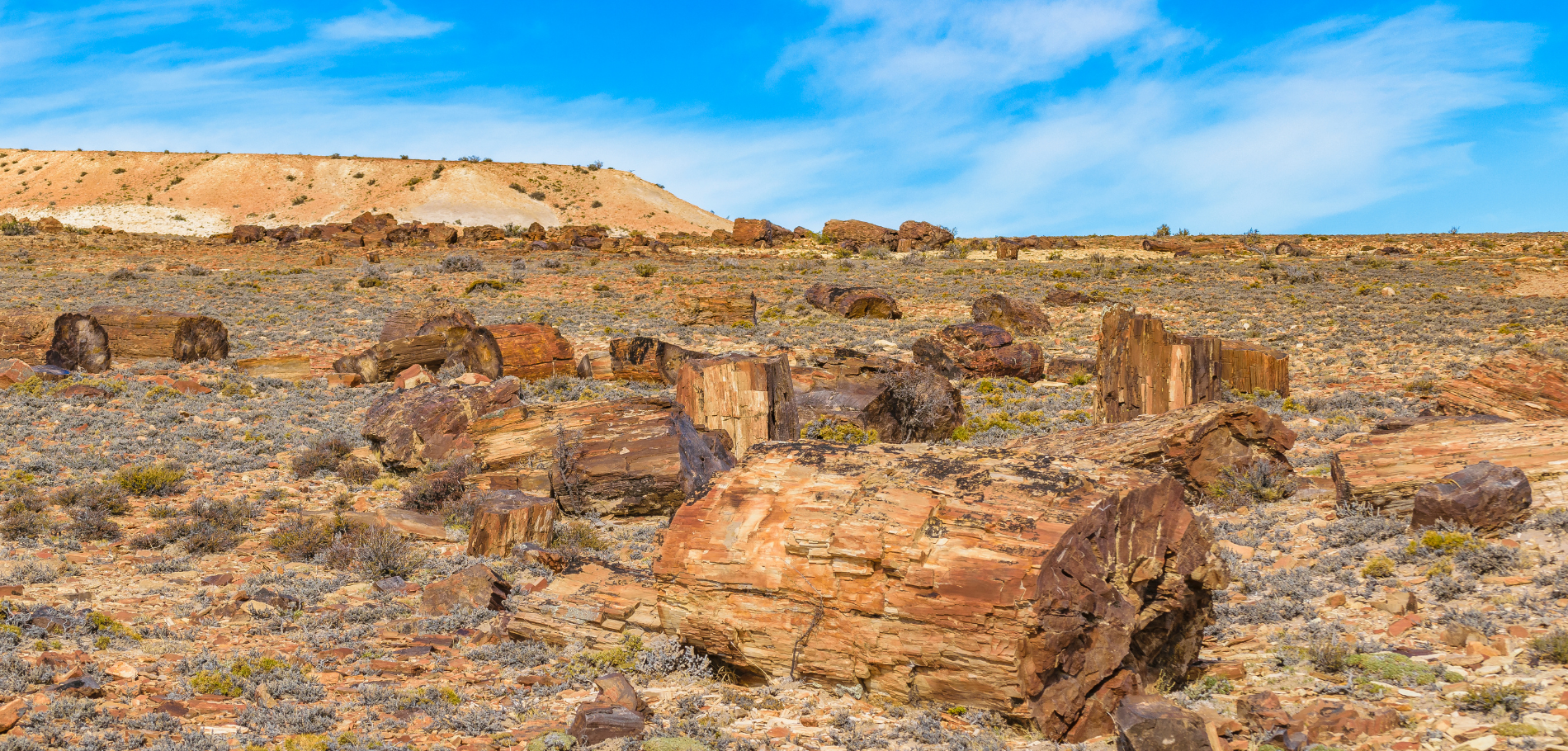 Sarmiento Petrified Forest - 1