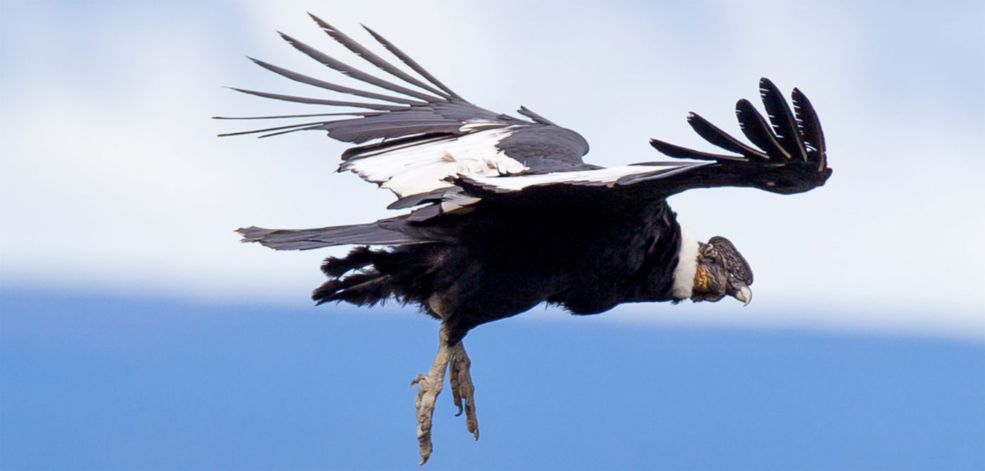 Condors of Patagonia - 1