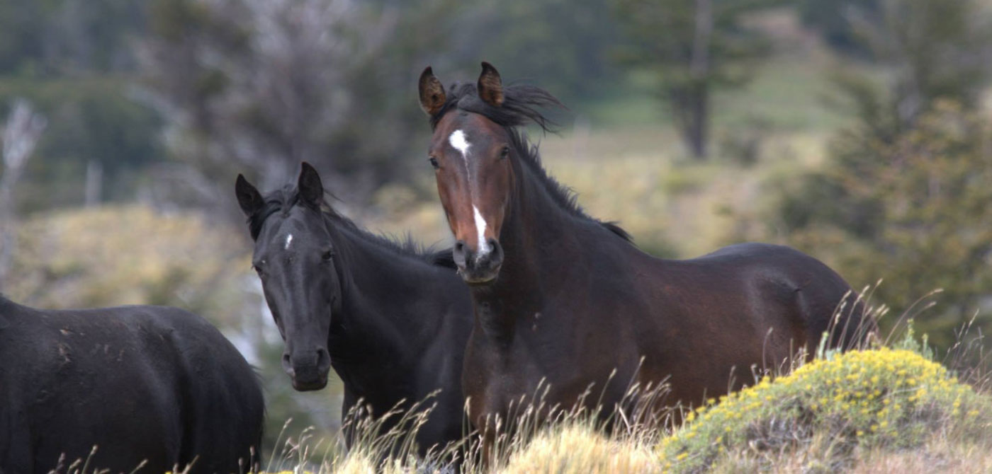 Searching for baguales horses