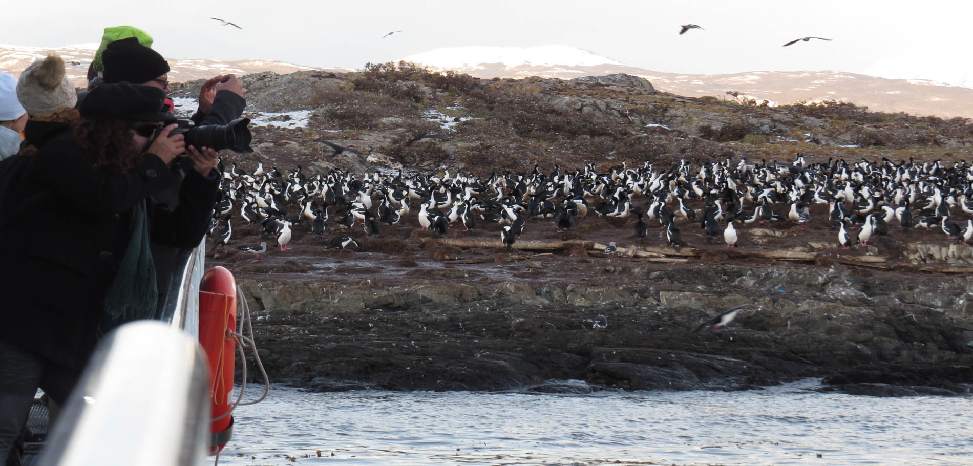 Pingüinera Navigation