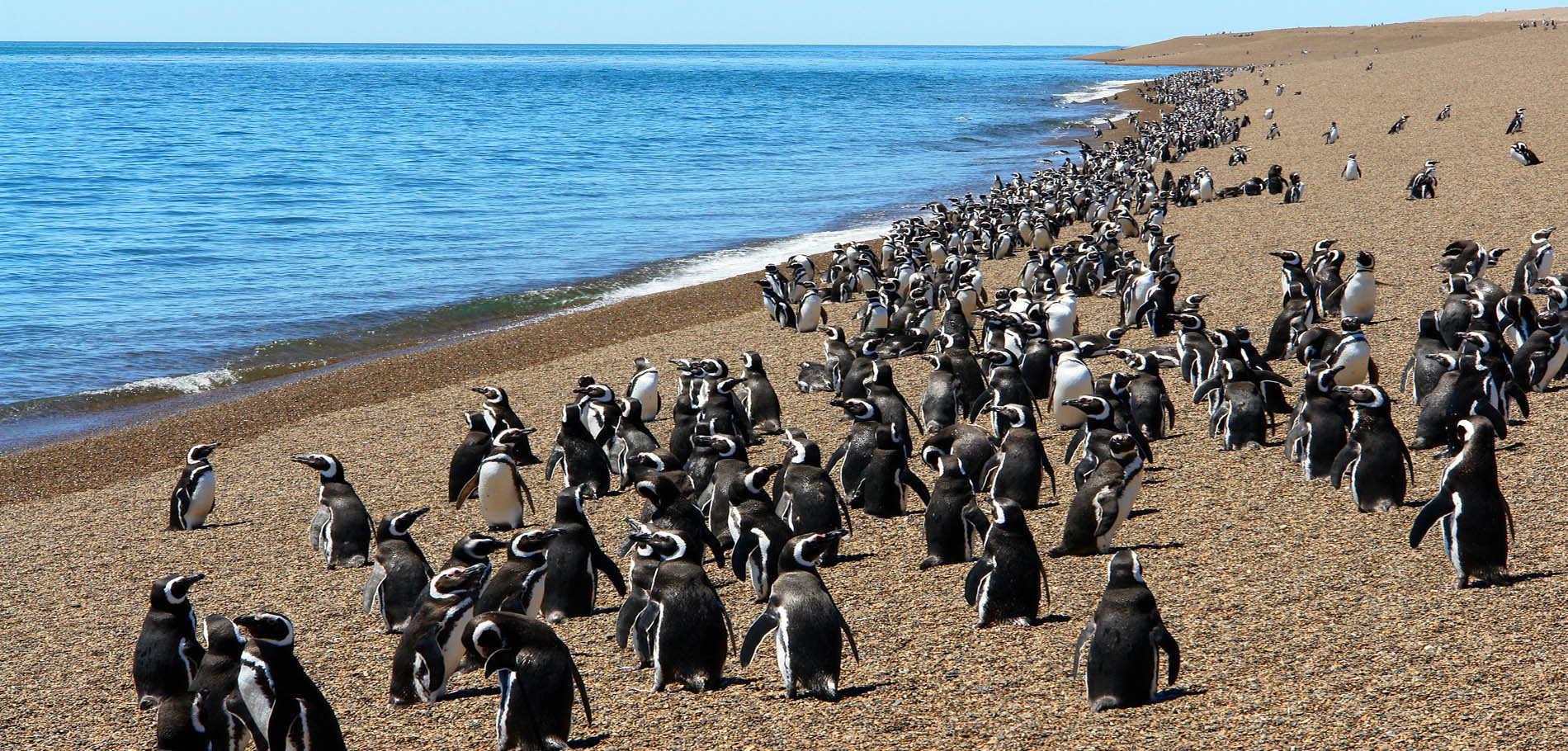 San Lorenzo Peninsula and Penguin Colony