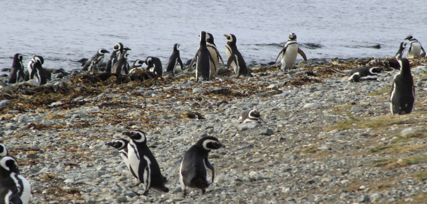 Magdalena Island Penguin Colony - 1