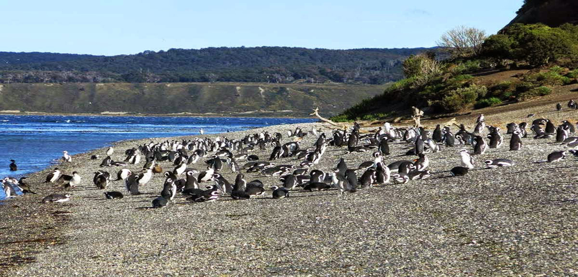 Pingüinera trekking by land
