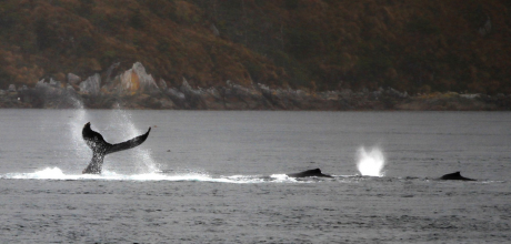 Ballena Jorobada