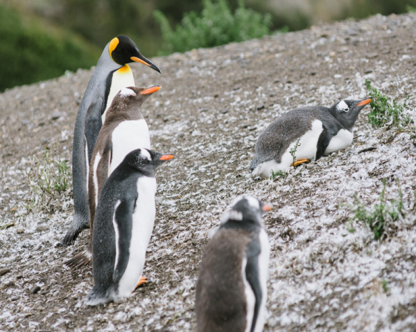 PINGÜINERA