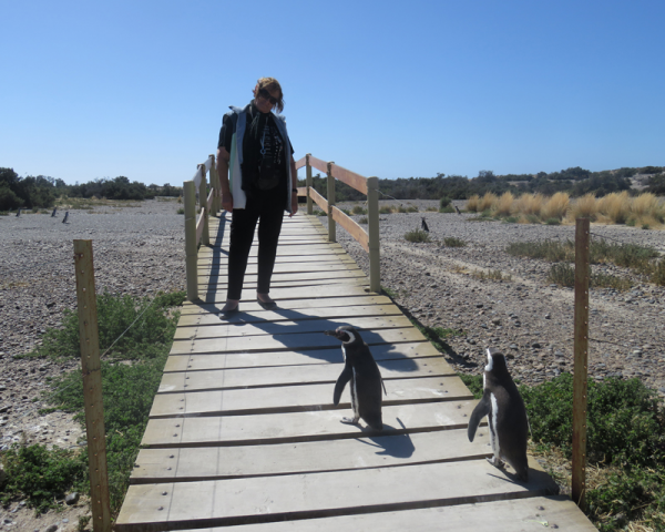 PINGÜINERA PUNTA TOMBO